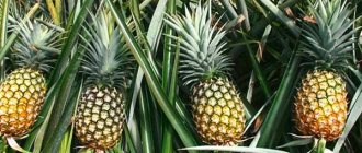 pineapple-growing