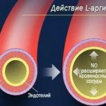 The effect of amino acids on blood vessels