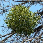 Another name for mistletoe is witch&#39;s nest.