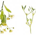 linden and mistletoe for weight loss