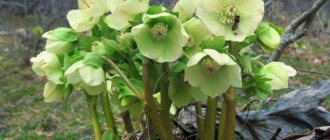 Caucasian hellebore for weight loss
