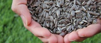 Is it possible to eat sunflower seeds and other types while losing weight?