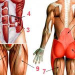 Core muscles diagram