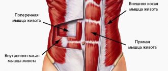 Abdominal muscles