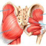 Pelvic muscles - Piriformis muscle