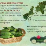 Cucumber. Benefits and harm to the body, calorie content per 100 grams, nutrition, how to consume 