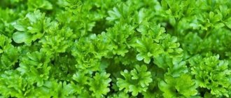 Parsley for weight loss beneficial properties
