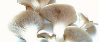 Useful and medicinal properties of oyster mushrooms