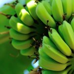 Растение банана имеет мощные корни, стебель, на котором расположены огромные листья.