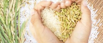 How many calories are in 100 grams of rice: boiled, dry, can you eat it while on a diet?