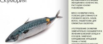 Cold smoked mackerel. Calorie content per 100 grams, benefits, harm, is it possible on a diet, composition 